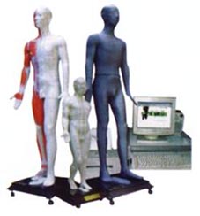 中醫(yī)針灸教學(xué)模型|光電感應(yīng)鍵控人體針灸穴位發(fā)光模型