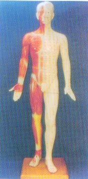 中醫(yī)針灸模型|半皮膚人體針灸模型（170CM?。?>
                            </a>
                            <div   id=