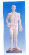 針灸穴位模型|人體針灸模型（全皮膚、半皮膚60CM）