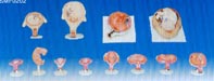 胎兒妊娠發(fā)育過(guò)程模型|妊娠胚胎發(fā)育過(guò)程模型