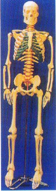 人體骨骼模型|人體骨骼帶脊椎神經、可分椎間盤模型