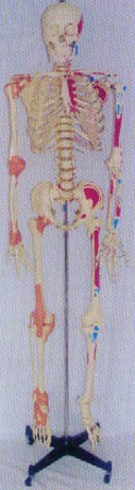 解剖模型|168CM高人體骨骼右關節(jié)韌帶左邊肌肉著色并編碼模型