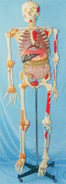 人體解剖模型|168CM肌肉著色、關節(jié)韌帶、內臟等人體骨骼模型