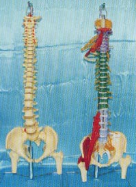 骨骼解剖模型|大型軟脊椎掛座豪華模型、多功能軟脊椎綜合演示模型