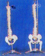 人體解剖模型|小型硬(軟)脊椎帶盆骨、半腿骨掛座豪華模型