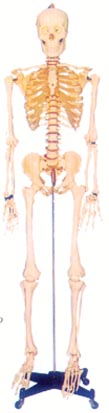 骨骼解剖模型|168CM人體骨骼模型(男、女)