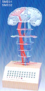 電動醫(yī)學(xué)教學(xué)模型|中樞神經(jīng)傳導(dǎo)電動模型