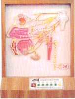 電動醫(yī)教模型｜頭部自主神經(jīng)分布電動模型