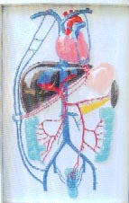 醫(yī)學(xué)教學(xué)模型｜門靜脈側(cè)支循環(huán)電動模型