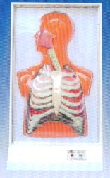 電動醫(yī)學(xué)教學(xué)模型｜人體呼吸運動電動模型