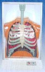 電動醫(yī)學(xué)模型｜活動式人體呼吸運動電動模型