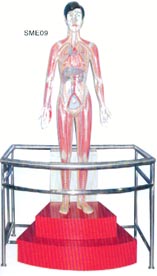 電動醫(yī)學(xué)教學(xué)模型｜微電腦人體心動周期與大.小循環(huán)演示模型