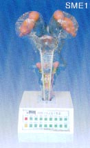 電動教學(xué)模型｜電動腦干模型(I型)