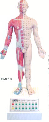 電動醫(yī)學(xué)模型｜十四經(jīng)穴針灸電動模型