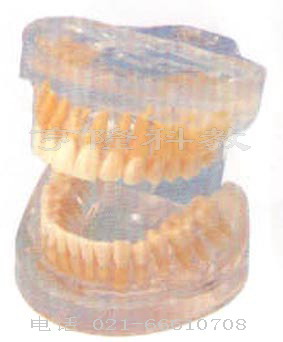 解剖教學(xué)模型|透明成人牙模型