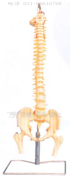 解剖醫(yī)學模型|脊柱、骨盆與股骨頭模型