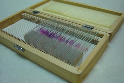 教學(xué)切片|醫(yī)學(xué)切片|醫(yī)學(xué)教學(xué)標(biāo)本切片|醫(yī)學(xué)教學(xué)切片|正常組織學(xué)類玻片標(biāo)本