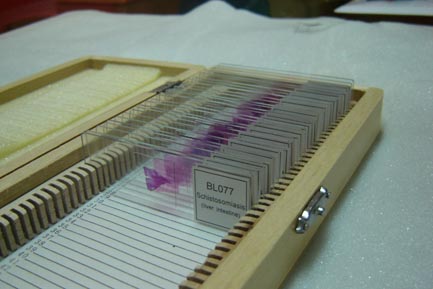 教學(xué)切片|醫(yī)學(xué)切片|醫(yī)學(xué)教學(xué)標(biāo)本切片|醫(yī)學(xué)教學(xué)切片|病理學(xué)教學(xué)切片