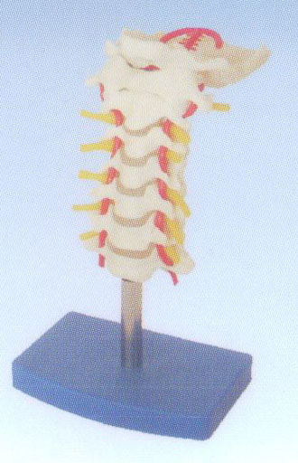 頸椎帶頸動(dòng)脈、后枕骨、椎間盤與神經(jīng)模型