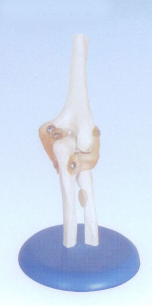 自然大肘關節(jié)模型