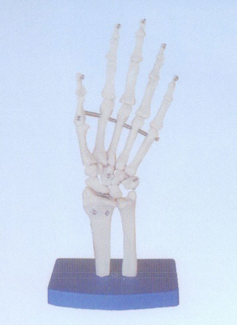 自然大手關節(jié)模型