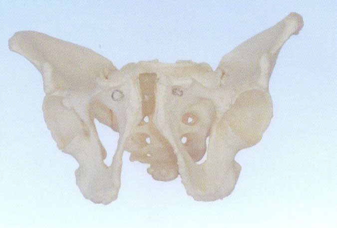 男性骨盆模型