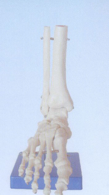 自然大腳關節(jié)模型