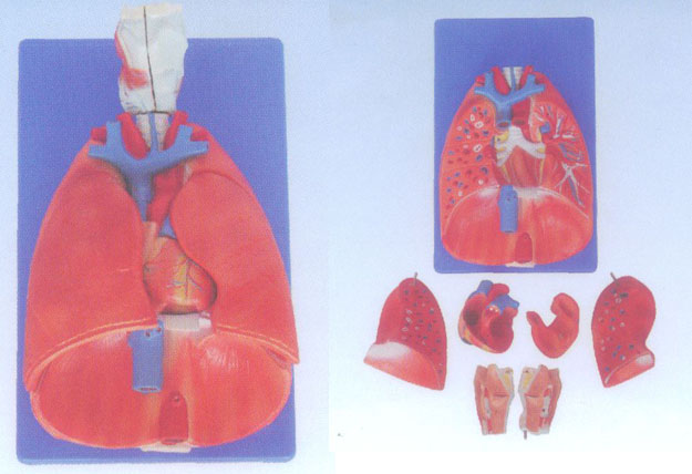 喉、心、肺模型