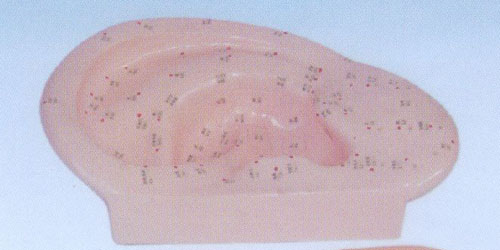耳針灸模型40CM