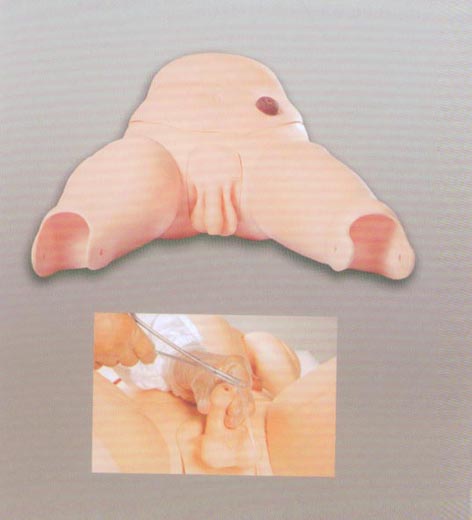 高級(jí)男性導(dǎo)尿模型