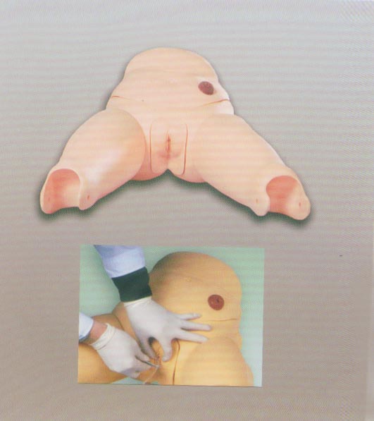 高級(jí)女性導(dǎo)尿模型