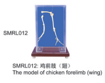 動物解剖模型|雞前肢（翅）|雞前肢|雞前肢（翅）標(biāo)本