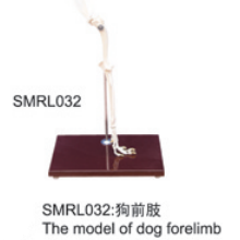 動物解剖模型|狗前肢模型|狗前肢|狗前肢標(biāo)本
