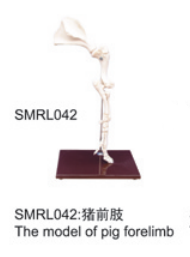 動物解剖模型|豬前肢模型|豬前肢|豬前肢標(biāo)本