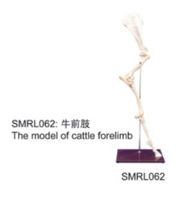 動物解剖模型|牛前肢模型|牛前肢|牛前肢標(biāo)本