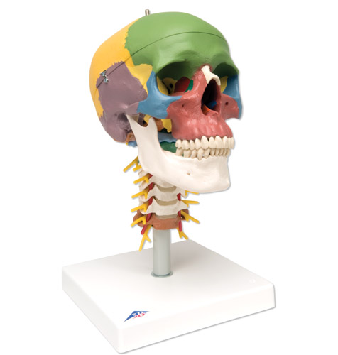 帶頸椎的教學用顱模型，四部分