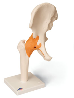 功能型股關節(jié)模型