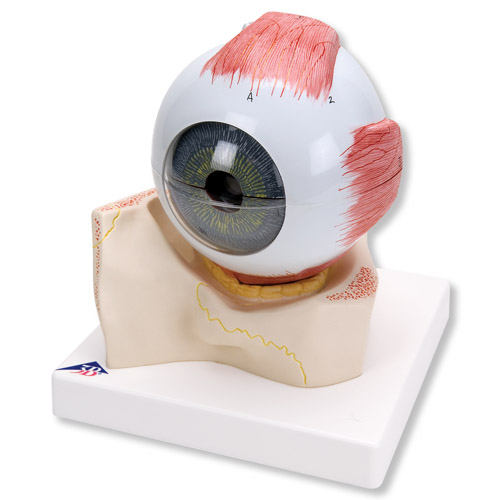眼模型，實物的5倍，7部分
