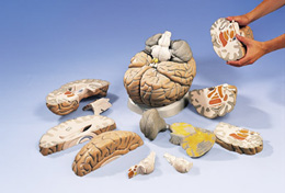 巨型腦模型，實物的2.5倍，14部分