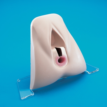 肛門括約肌修復訓練模型