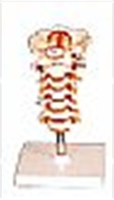 頸椎模型