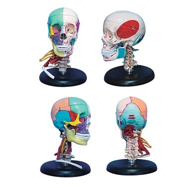 168cm成人頭骨左半邊肌肉著色右半邊骨性色分帶頸部肌肉模型