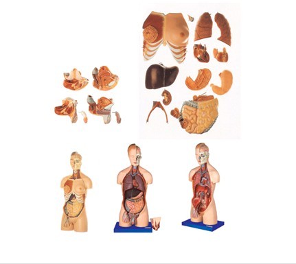 男性、女性外兩性互換人體頭頸軀干模型