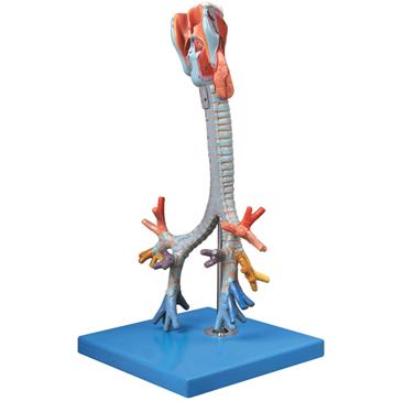 喉與氣管、支氣管樹模型