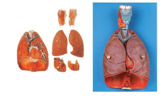 喉、心、肺模型