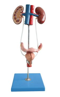 女性泌尿生殖系統(tǒng)模型