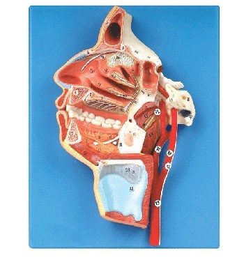 口、鼻、咽、喉內(nèi)側(cè)面血管神經(jīng)模型