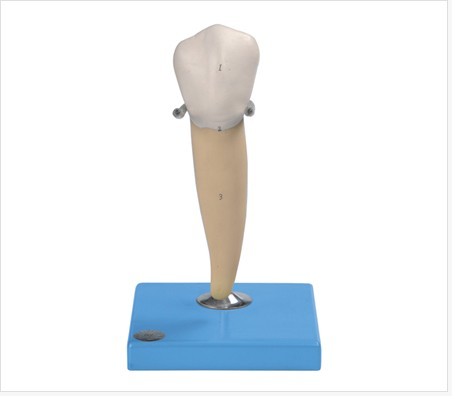 前磨牙有一個(gè)牙根模型