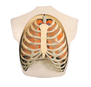 呼吸系統(tǒng)模型
