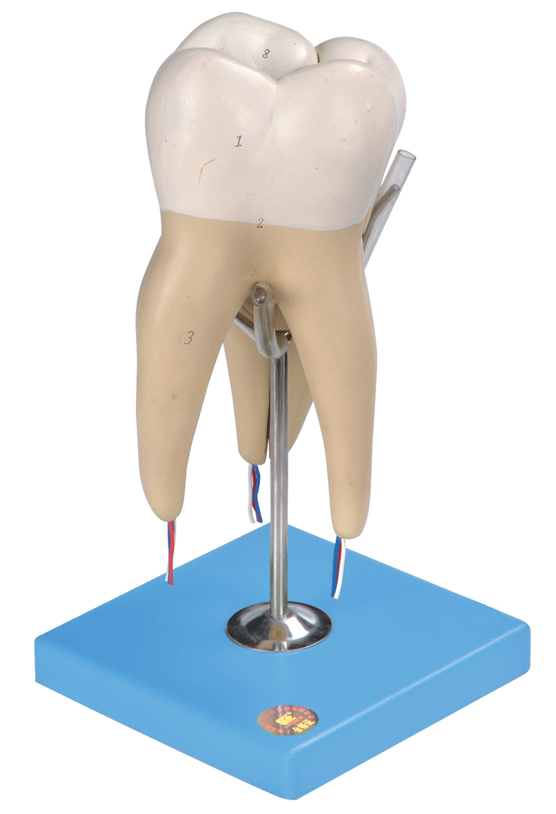 磨牙有三個(gè)牙根模型